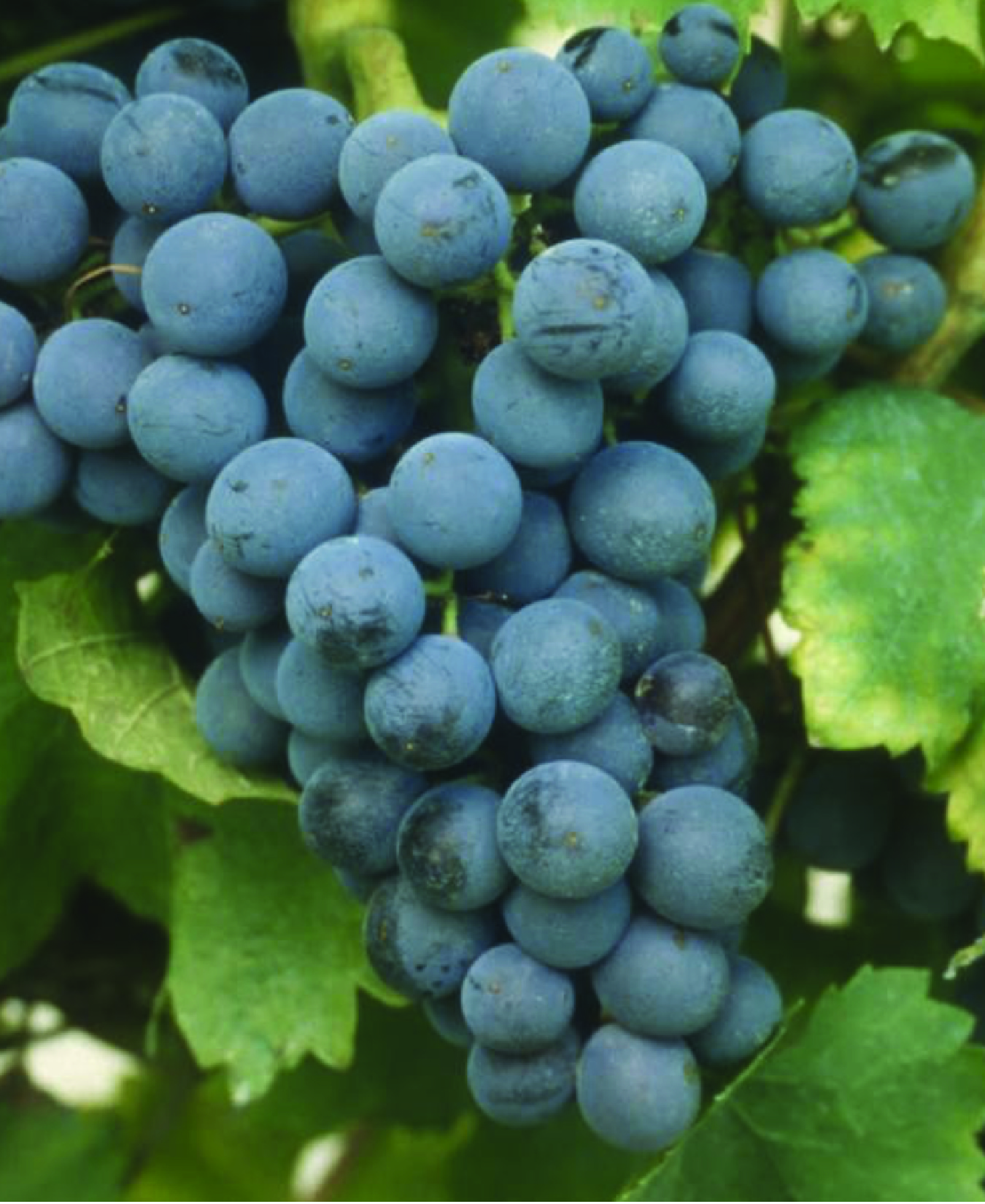 Grapes-01