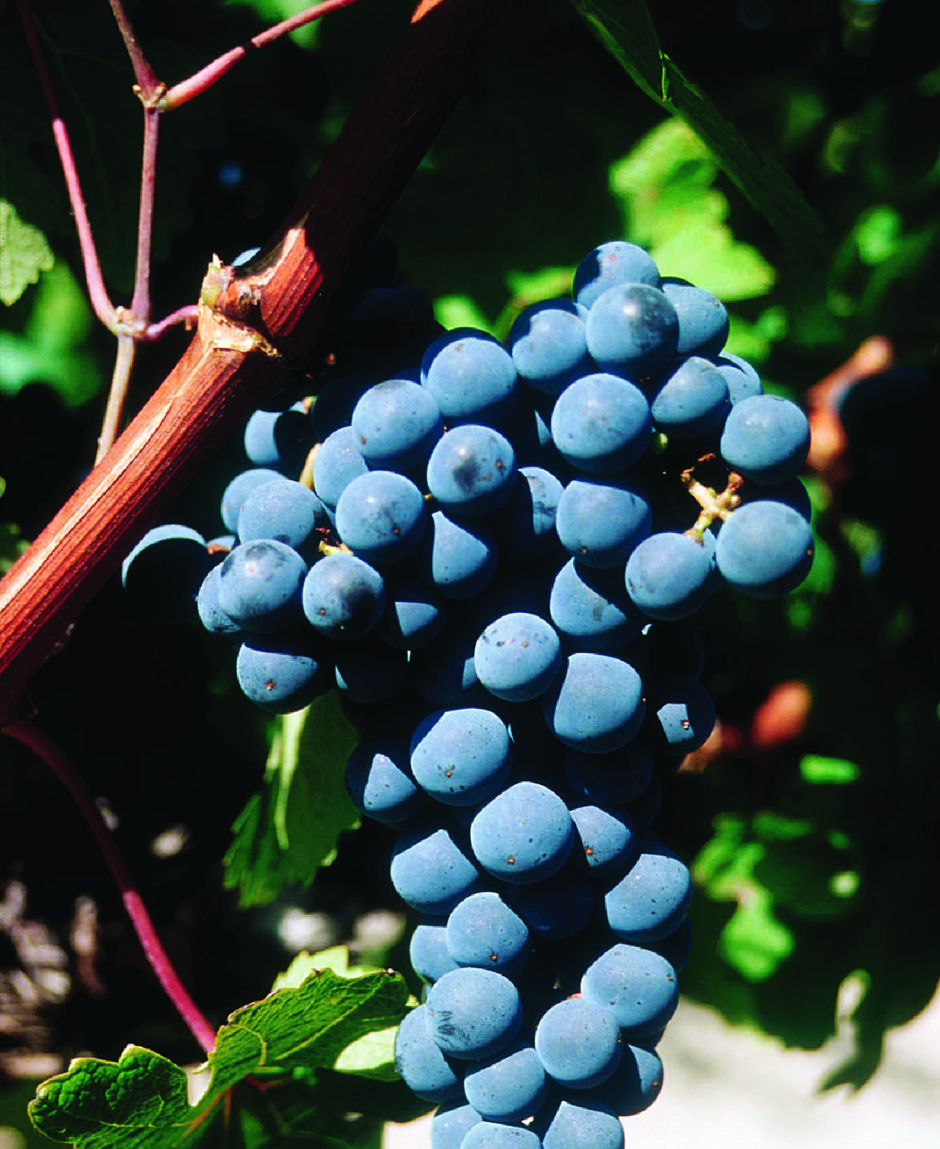 Grapes-06
