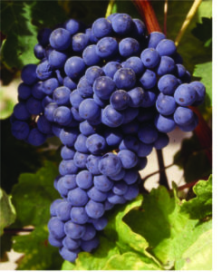 Grapes-11